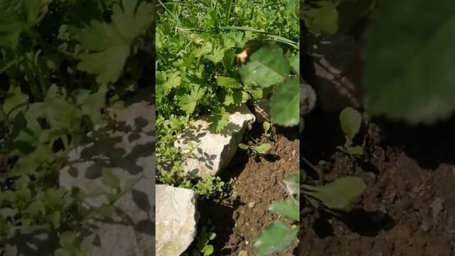 Роза Супер-Трупер, первое цветение смотреть онлайн