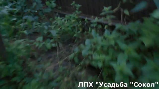 Теплый вечер.Ирга съедена. Лилии и георгины цветут. смотреть онлайн