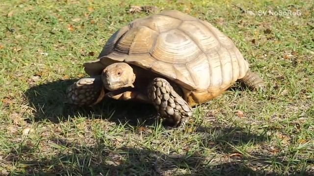Шпороносная черепаха смотреть онлайн