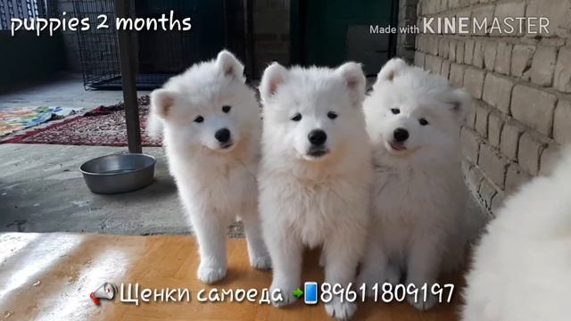 Щенки самоеда смотреть онлайн