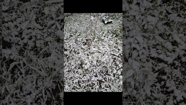 Снегопад в Москве 08-05-2024