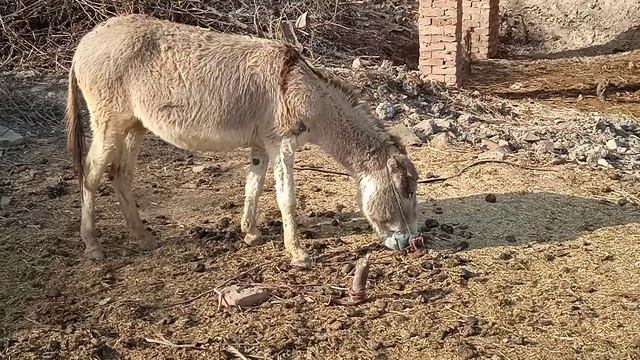 donkey mating animals mating New compilation making love Wild animal mating смотреть онлайн