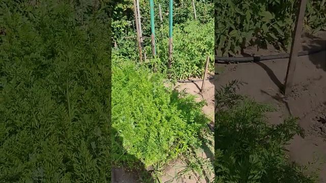 Обзор дачи. Часть 2 смотреть онлайн