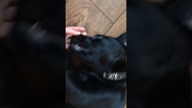 Выпал молочный зуб у лабрадора смотреть онлайн