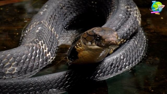 Merinding!! Terekam Kamera King Cobra Berdiri Melebihi Tinggi Manusia!! Dikira Piton Raksasa... смотреть онлайн