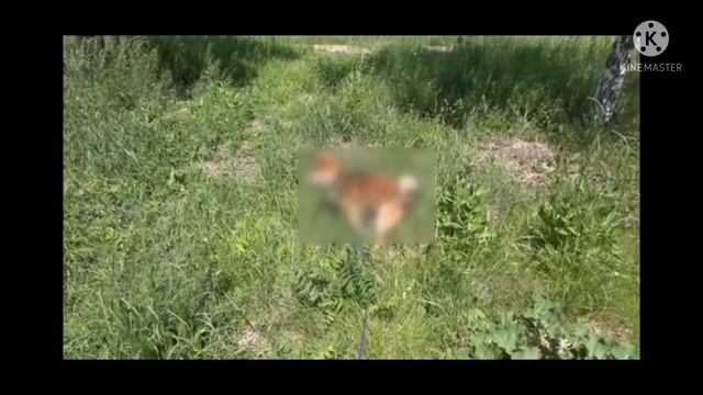 Марти писяит и какаеть смотреть онлайн