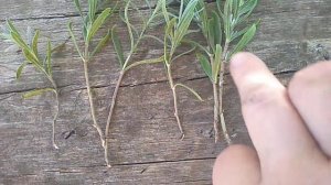 Черенкование Лаванды .Самый лёгкий способ.