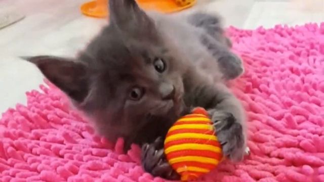 Зенит (Divokun Zenit) 6 недель (окрас голубой солид) смотреть онлайн