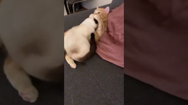 Подборка видео с котиками, потому что котики - это всегда хорошо. смотреть онлайн