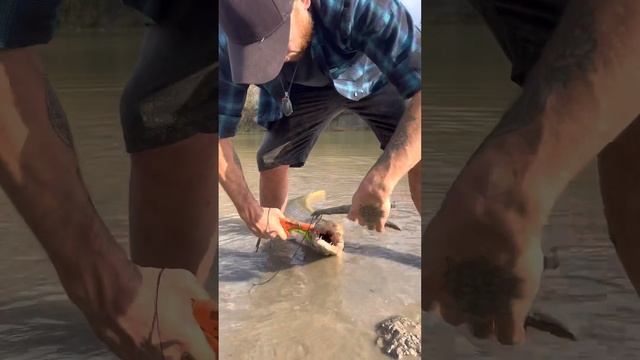 My Alligator Gar Handling Method ? смотреть онлайн