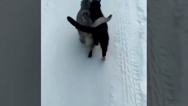 эх котики,котики...