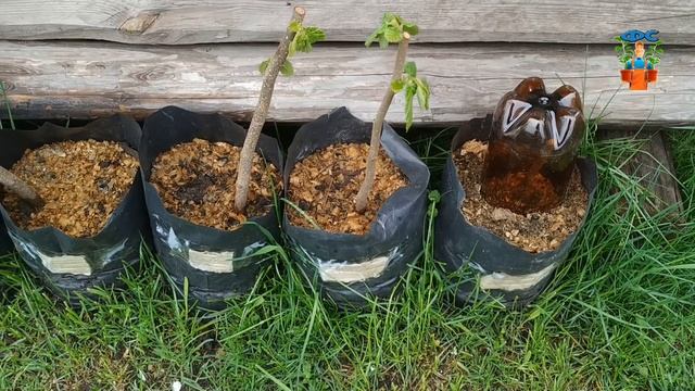 САЖЕНЦЫ ФУНДУКА: ЗАКРЫТАЯ КОРНЕВАЯ СИСТЕМА \ ЗКС смотреть онлайн