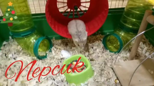 Вечер хомячка Персика! | Собачка Мартина!Кто она? | ПРОДОЛЖЕНИЕ СЛЕДУЕТ! | СОВЕТУЕМ ПОСМОТРЕТЬ!