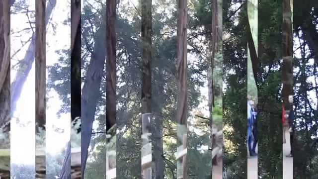 Мастер Го снимает самые высокие деревья на планете Земля! ? смотреть онлайн