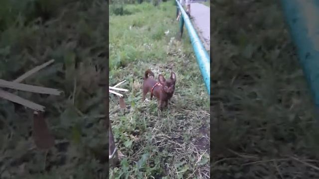 Корниш-рекс на прогулке смотреть онлайн
