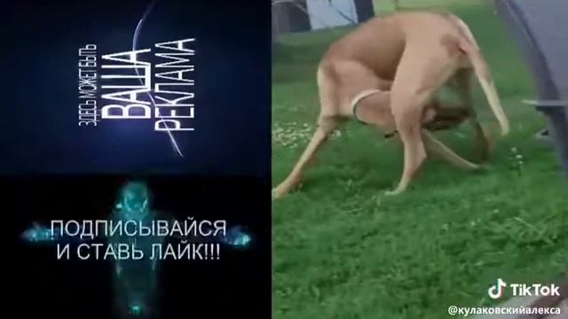Символ собака ни чего не скажешь смотреть онлайн