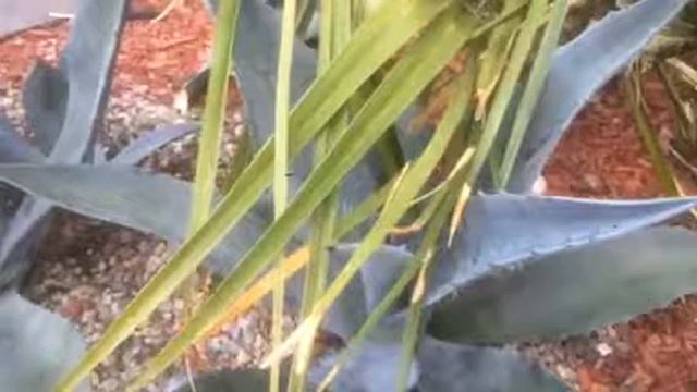 Agave pups in Burlington Ontario смотреть онлайн