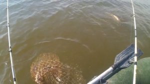 Енотаевские хроники. Рыбалка в Астраханской области на реке Енотаевка. Трофейные сазаны. Часть 2.