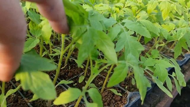 Овощи Растут. Выращивание рассады томата зимой. смотреть онлайн