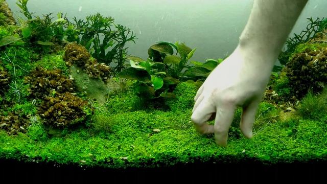 Как закрепить аквариумные растения .How to fix aquarium plants смотреть онлайн