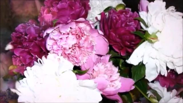 ПИОНЫ PEONIES смотреть онлайн