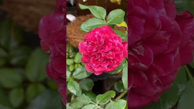 Mona Lisa Rose bred by Meilland, France #rosegarden #englishrose #fragrantrose #rose #floribunda смотреть онлайн