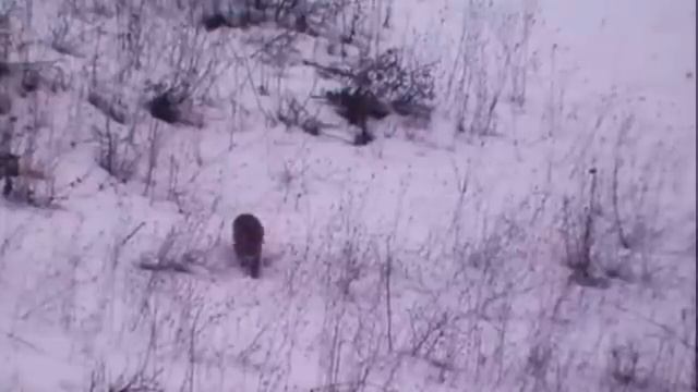 Vadmacska-vadászat közben, Wildcat, Felis Silvestris, Hungary смотреть онлайн