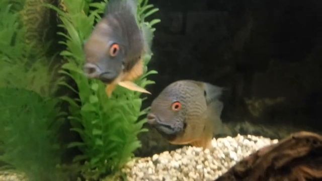 Северум цихлазома классик смотреть онлайн