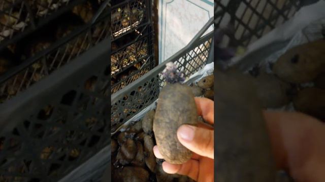 Подготовка семян картофеля. смотреть онлайн