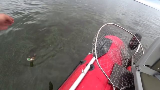 Рыбалка на Горе Море и р Ока джиг судак окунь смотреть онлайн