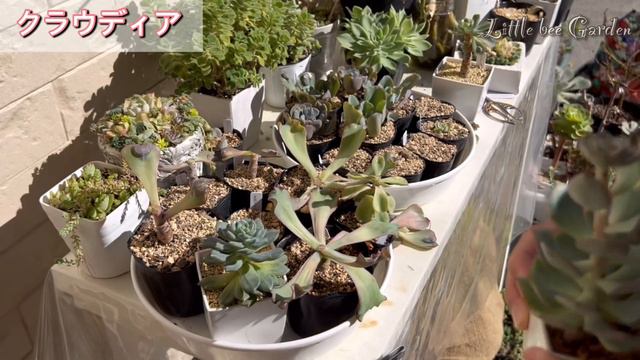 【多肉植物】徒長した多肉を胴切りしてリセット❣️【ガーデニング】
