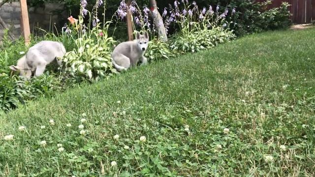 Щенки хаски 3 месяца - новый дом. смотреть онлайн