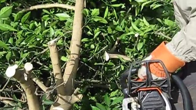 Stihl MS 270 cutting citrus trees смотреть онлайн