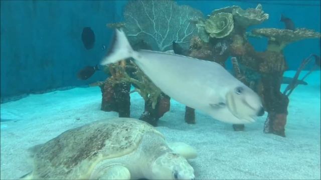 My Movie aquarium 2 update update смотреть онлайн