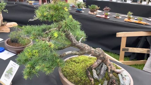 Harrogate Flower Show At Newby Hall &Gardens 2021