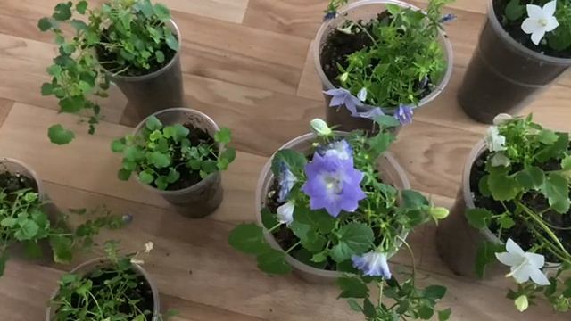 Сохранение черенков кампанулы осенью и зимой. Уход за кампанулой в осенне зимний период смотреть онлайн