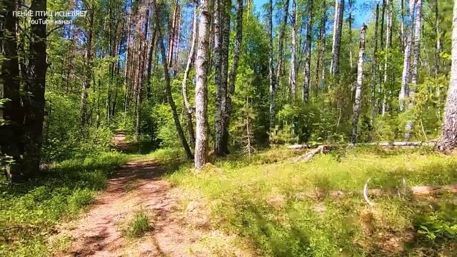 ПЕНИЕ ПТИЦ В СОЛНЕЧНОМ ЛЕСУ ИСЦЕЛЯЕТ ОТ ТРЕВОГ И ПЛОХОГО НАСТРОЕНИЯ.СПОКОЙНЫЕ НЕРВЫ-СПОКОЙНЫЙ СОН смотреть онлайн