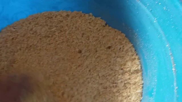 Бактерии для курятни это просто чудо.Легко и без запаха. смотреть онлайн