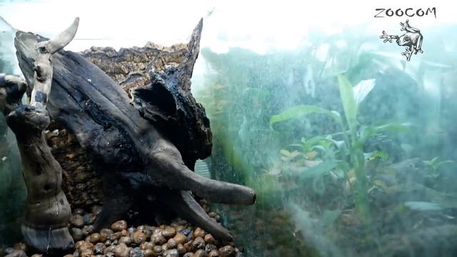 Делаем террариум для древолазов с БРОМЕЛИЯМИ! смотреть онлайн