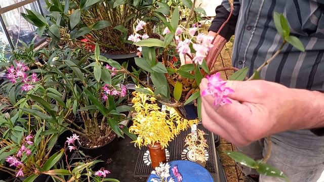 Dendrobium Delicatum Orchid ... Spot The Differences