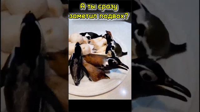 Иллюзия обмана (юмор, милота)