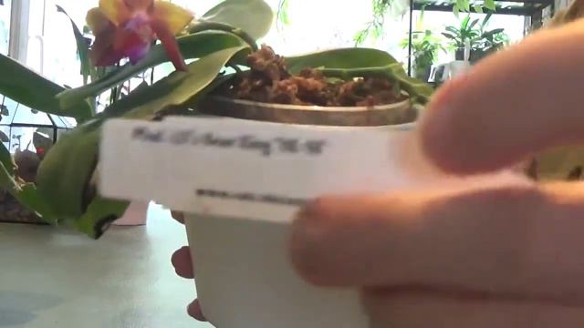 Orchid Spotlight Phalaenopsis Tying Shin Fly Eagle + Phal LD's Bear King YK-10 смотреть онлайн
