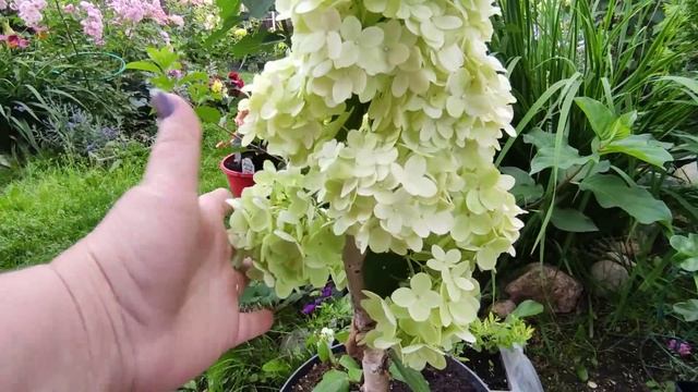 Обзор метельчатых гортензий в конце июля ?Скайфолл Геркулес Граффити, Вимс Ред ,Би Грин,Би Свит и д смотреть онлайн