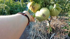 Томат Катюша