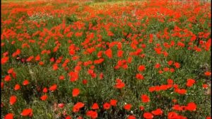 ДУШЕВНАЯ ПЕСНЯ.    ПО ПОЛЮ,  ПО ЧИСТОМУ ПОЛЮ,  НЕ МОГУ НАДЫШАТЬСЯ Я ВОЛЕЙ. 2023.год