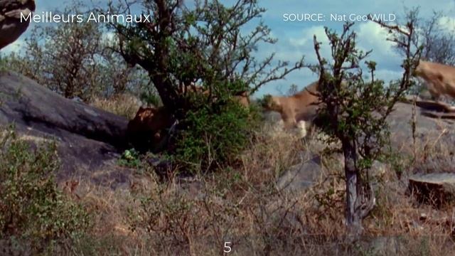Baboon Was Injured And Defeated By Brutal Animals смотреть онлайн