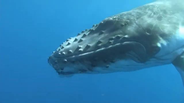 ASHERA. Whales of Atlantic смотреть онлайн