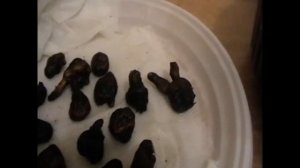 Как  правильно посадить анемоны!