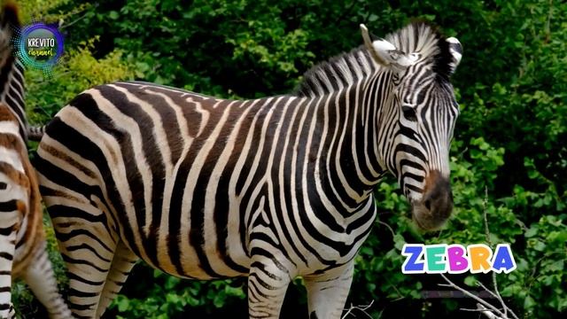 Animal Sounds Part 2 | 24 Animals with their sounds смотреть онлайн