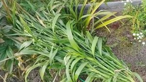 Бусенник-родственник кукурузы